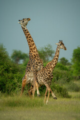 Male Masai giraffe mounts female on savannah