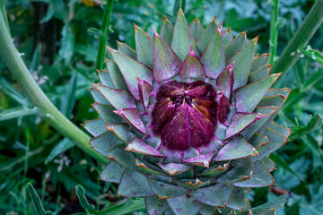 close up of  artichoke flower in garden
