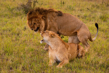 Male and female lions growl after mating