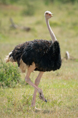 Male common ostrich lifts foot while walking