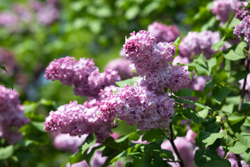 blossoming branch of a purple lilac