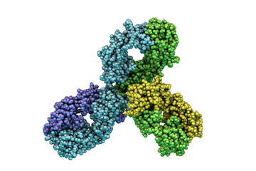 Molecular model of Pembrolizumab