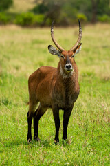 Male defassa waterbuck stands in grassy clearing