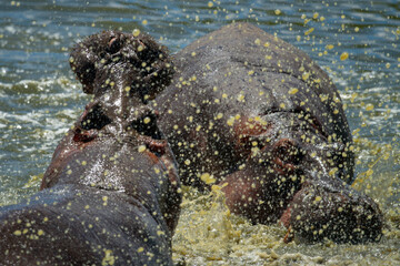 Male hippos confront each other in spray
