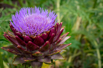 purple artichoke flower