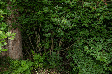 an old bunker from the world war