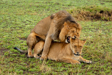 Male lion bites female neck during mating