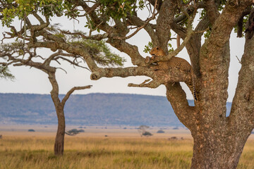 Male leopard lies in tree raising head