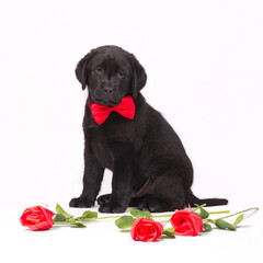 Black labrador puppy with red roses and a red bow