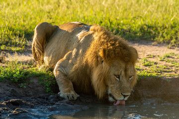 Obraz premium Male lion lies drinking at water hole