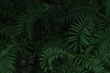 Naklejka na ściany i meble Vertical garden with tropical green leaf