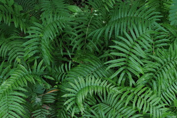 Vertical garden with tropical green leaf