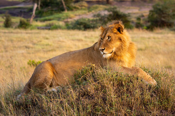 Male lion lies on mound looking round