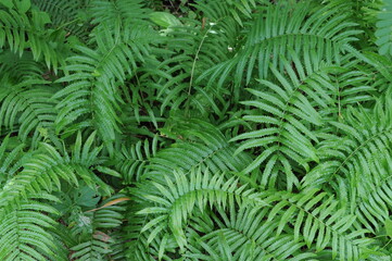 Fototapeta na wymiar Vertical garden with tropical green leaf