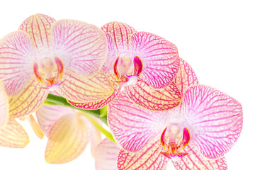Blooming orchid flowers on white background in a close-up view.