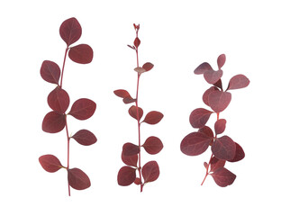 Set of Thunberg's barberry branches (Japanese barberry) with purple leaves isolated on white background. Shrub for ornamental garden, design element.   