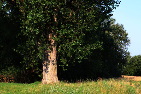 Albero di pioppo in pianura padana, dettaglio del fusto
