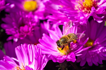 Honey bee pollinates a group of violet aster flowers.