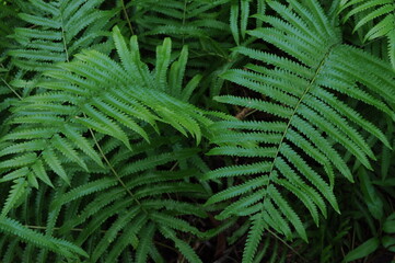 Vertical garden with tropical green leaf