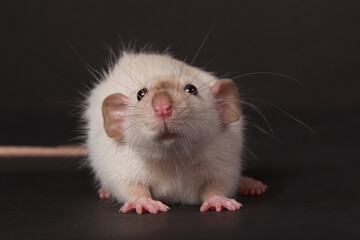 Young Siamese dumbo rat on a black background