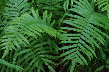 Vertical garden with tropical green leaf