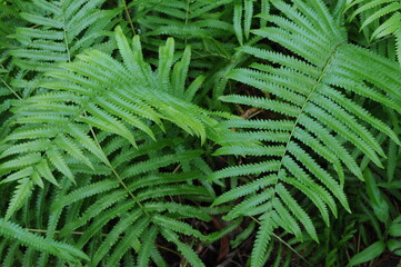 Vertical garden with tropical green leaf