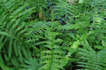 Vertical garden with tropical green leaf