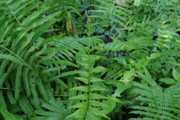 Vertical garden with tropical green leaf