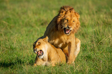 Male lion mates with lioness in grass