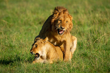 Male lion mates with lioness on grass