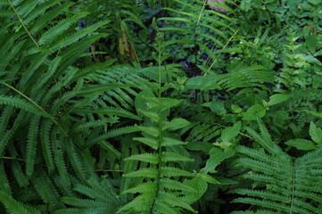 Vertical garden with tropical green leaf