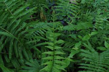 Vertical garden with tropical green leaf