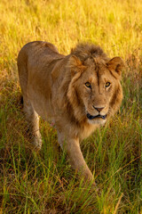 Male lion walks in grass watching camera