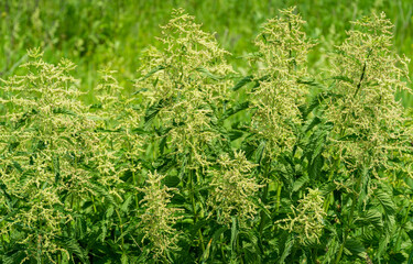 Flowering Urtica dioica, known as common nettle bushes. Stinging nettle leaf leaves burns on the skin. Herbaceous perennial flowering plant in the family Urticaceae.