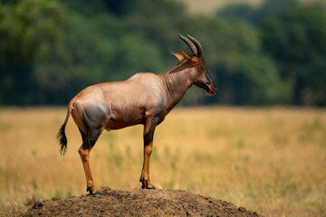 Male topi stands on sunlit termite mound