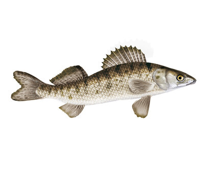 poisson sandre,  isol&eacute;, aliment, animal, p&ecirc;che, blanc, brut, frais, eau douce, ailette, sain, fruits de mer, nature, attraper, fleuve, queue, argent, blatte, br&egrave;me, fra&icirc;cheur, mangeant, mer
