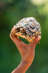 Man holds up leopard tortoise in sunshine