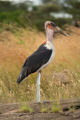Marabou stork stands in profile on rock