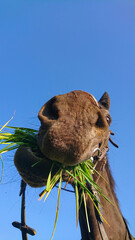 PORTRAIT: Funny shot of a hungry adult horse chewing on a bunch of grass.