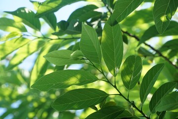 fresh green Annona squamosa leaves in nature garden