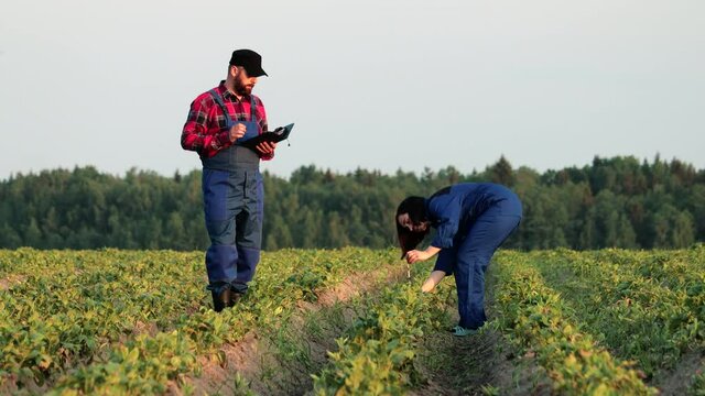 Young farmers, a man and a woman, take measurements with a tape measure and enter data for calculations in a digital electronic tablet. Modern agronomists working on the plantation of potatoes