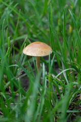 Small mushroom