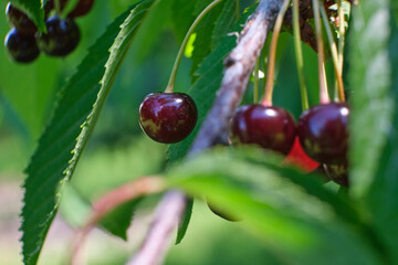 Dark red cherries © Daniel Pintilei