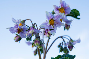lilac flowers blooming potatoes against a blue sky