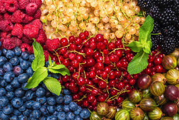 Gooseberries, blueberries, mulberry, raspberries, white and red currants.