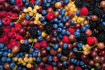 Gooseberries, blueberries, mulberry, raspberries, white and red currants.