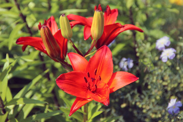 View from above on a beautiful distinct red flowers and some closed buds of green-red colour.