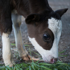 Fototapeta premium a small dark calf with white spots reaches out to the freshly mown grass for a close up meal