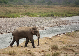 Asiatic elephant near Ram Ganga river, Jim Corbett National Park, India