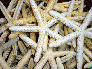 View of starfish dried